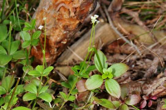 Image of Round-leaved Bedstraw