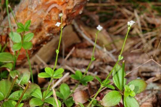 Image of Round-leaved Bedstraw