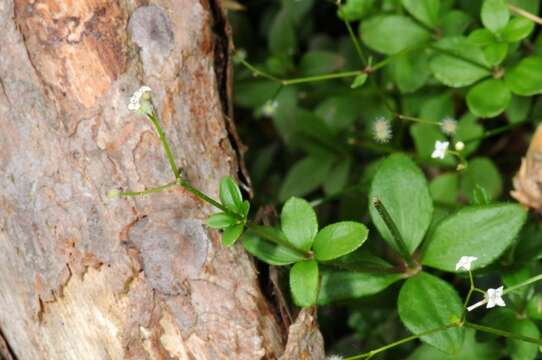 Image of Round-leaved Bedstraw