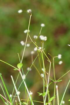 Image of Round-leaved Bedstraw