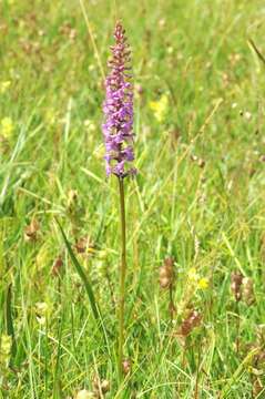 Image of Gymnadenia densiflora (Wahlenb.) A. Dietr.