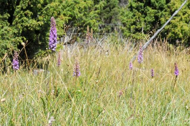 Gymnadenia densiflora (Wahlenb.) A. Dietr.的圖片