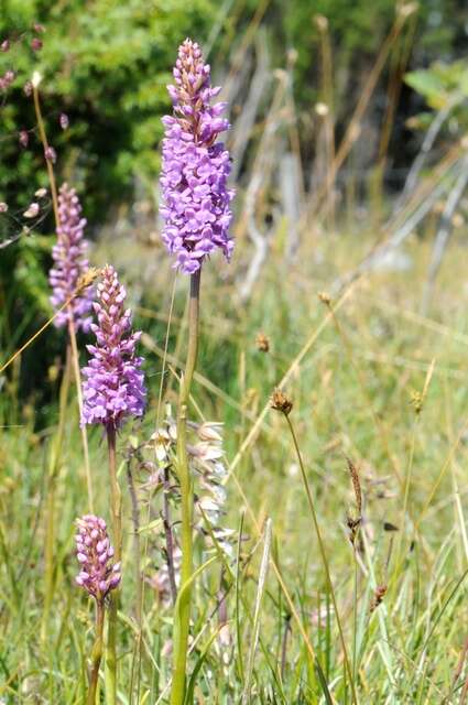 Gymnadenia densiflora (Wahlenb.) A. Dietr.的圖片