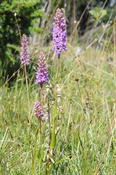 Image of Gymnadenia densiflora (Wahlenb.) A. Dietr.