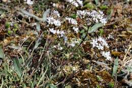 Image of Gypsophila