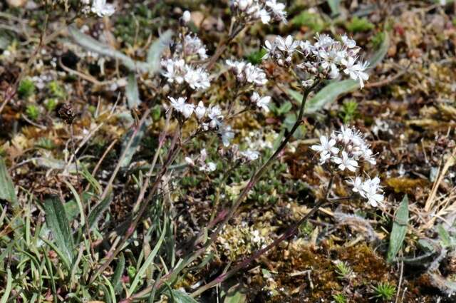 Слика од Gypsophila