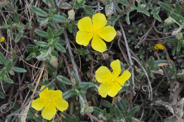 Image of Helianthemum nummularium subsp. nummularium