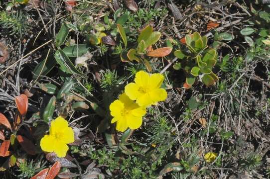 Image of Helianthemum nummularium subsp. nummularium