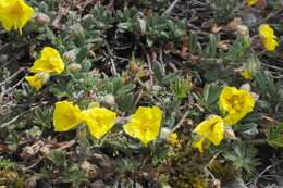 Image of Helianthemum nummularium subsp. nummularium