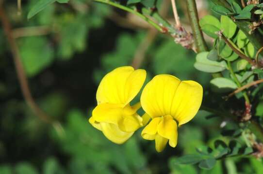 Image of hippocrepis