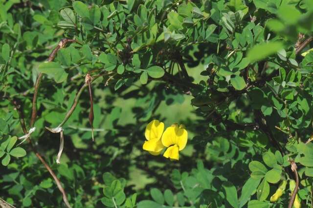 Image of hippocrepis