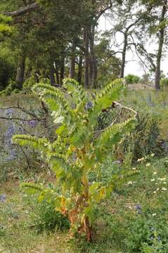 Image of henbane