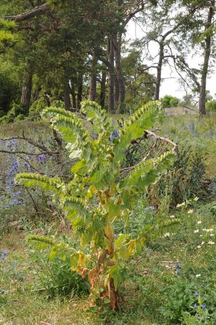 Image of henbane