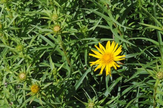 Imagem de Pentanema ensifolium (L.) D. Gut. Larr., Santos-Vicente, Anderb., E. Rico & M. M. Mart. Ort.