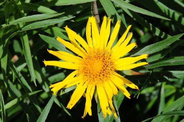 Imagem de Pentanema ensifolium (L.) D. Gut. Larr., Santos-Vicente, Anderb., E. Rico & M. M. Mart. Ort.