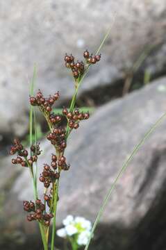 Image of Round-fruited Rush