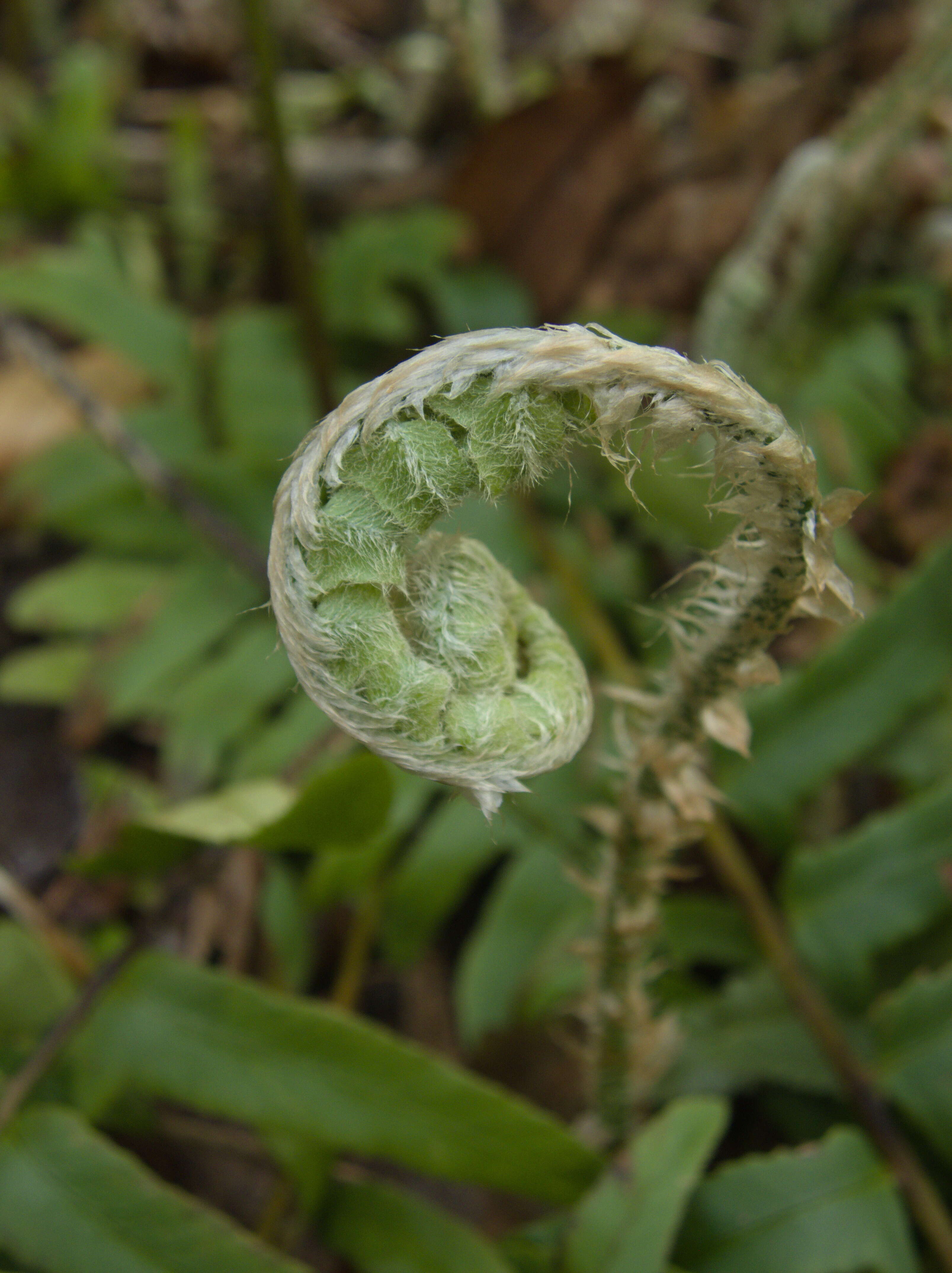 Image of Christmas fern