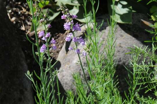 Plancia ëd Linaria