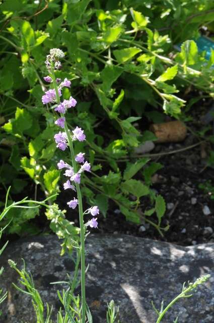 Plancia ëd Linaria