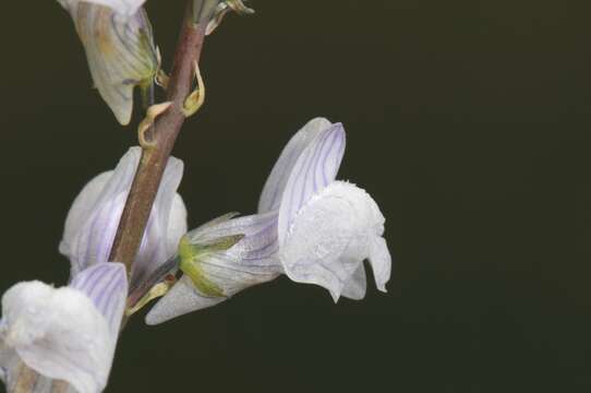 Image of pale toadflax