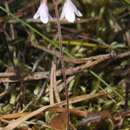 Image of Twinflower