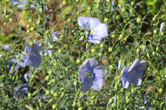 Image of flax family