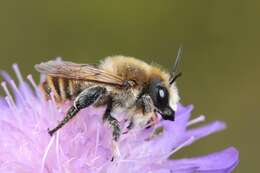 Image of Leaf-cutter and Resin Bees