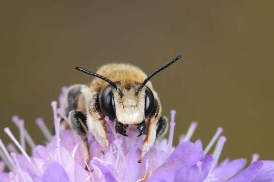 Megachile Latreille 1802 resmi