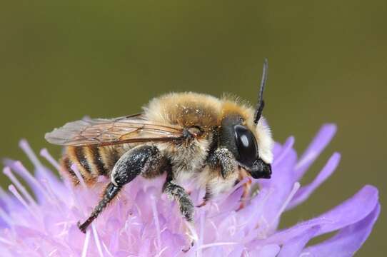 Image of Leaf-cutter and Resin Bees