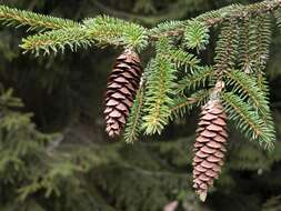 Image of spruce