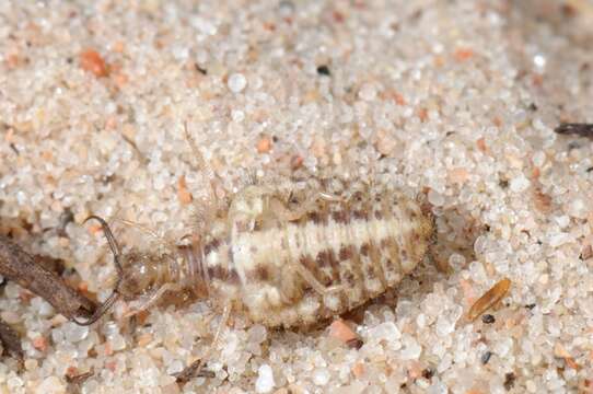 Image of Antlion