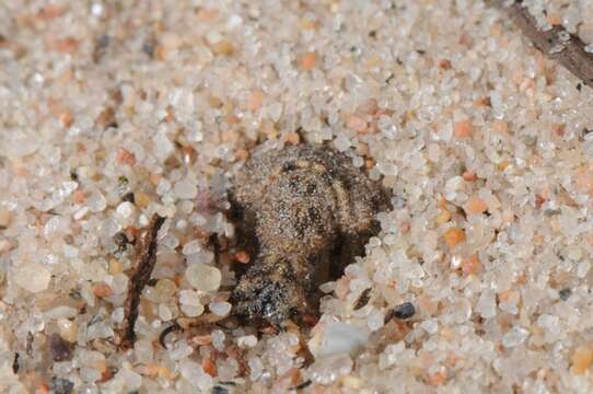 Image of Antlion