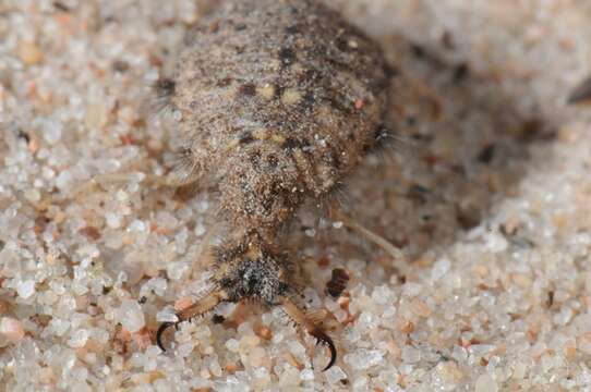 Image of Antlion