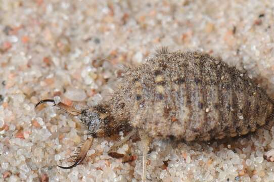 Image of Antlion