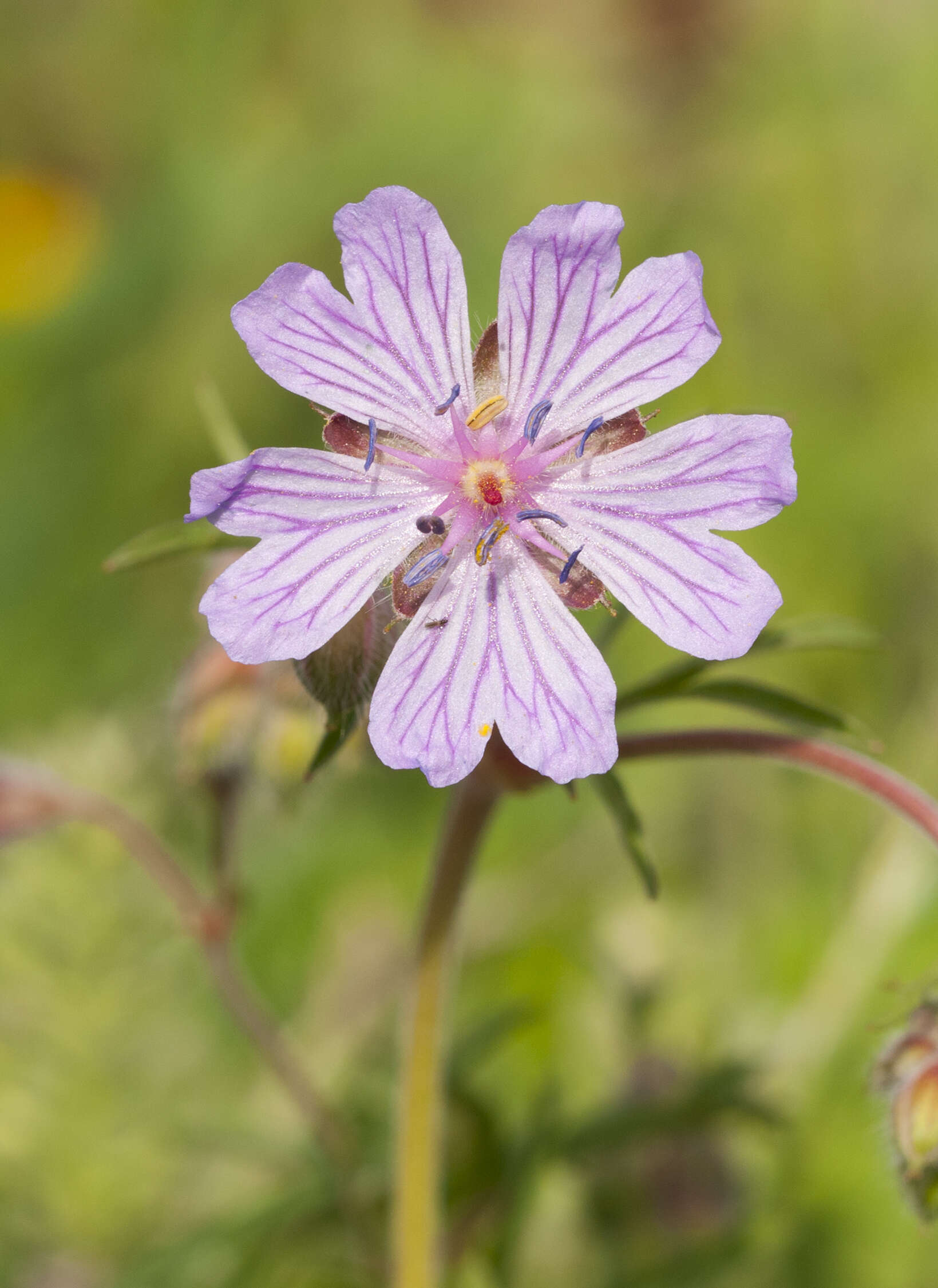 Image of Tuberous Cranesbill