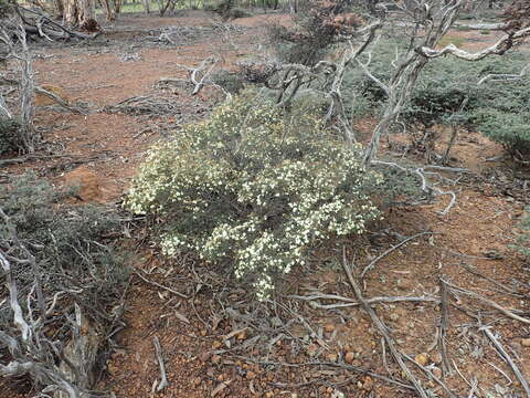 Image of Phebalium tuberculosum (F. Müll.) Benth.