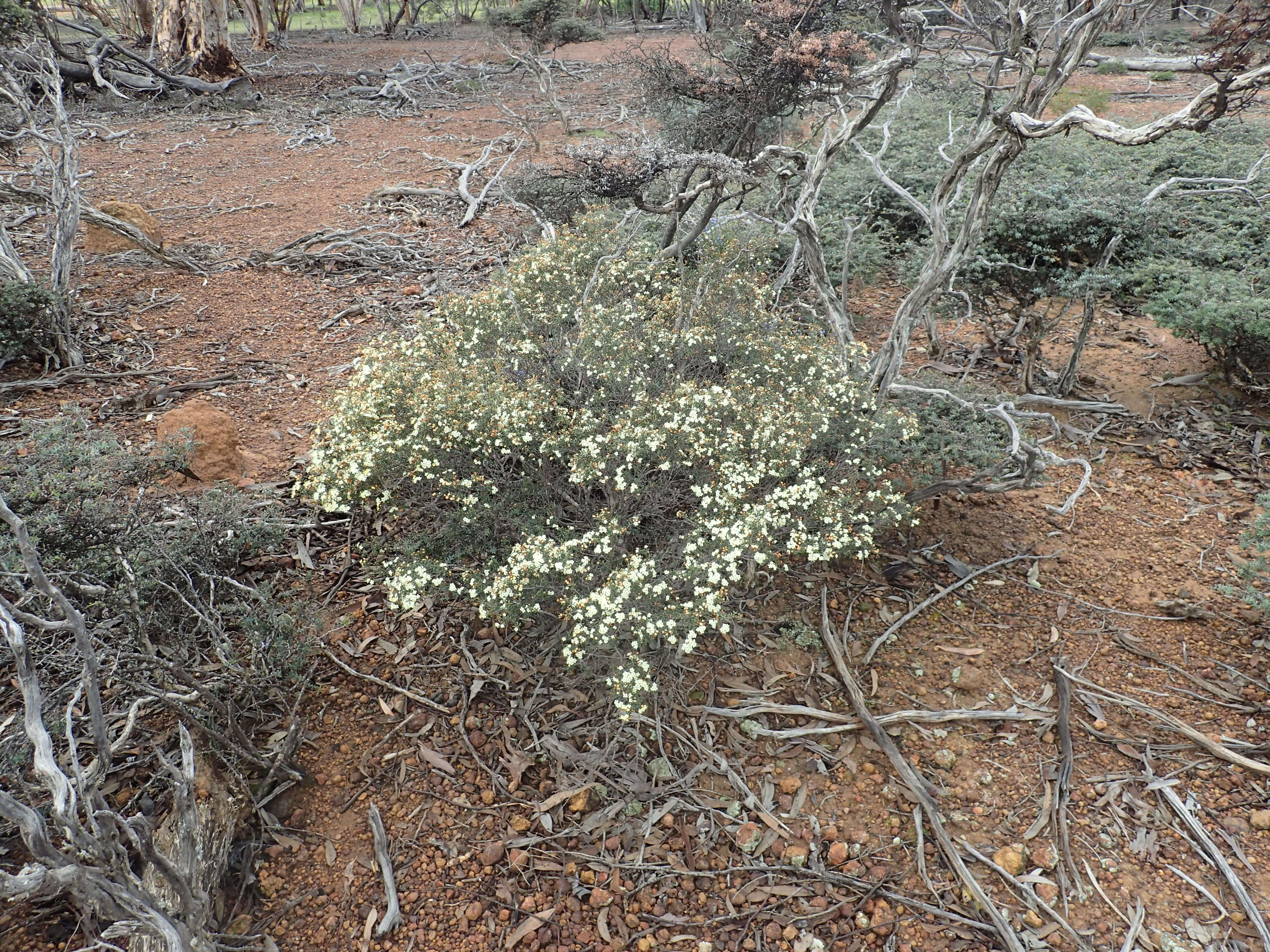 Image of Phebalium tuberculosum (F. Müll.) Benth.