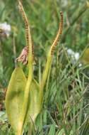 Image of <i>Ophioglossum vulgatum</i>