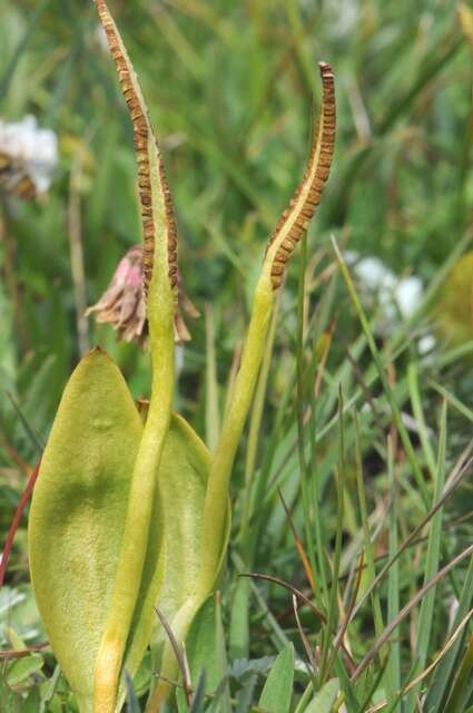 Image of <i>Ophioglossum vulgatum</i>