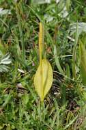 Image of <i>Ophioglossum vulgatum</i>