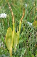 Image of <i>Ophioglossum vulgatum</i>