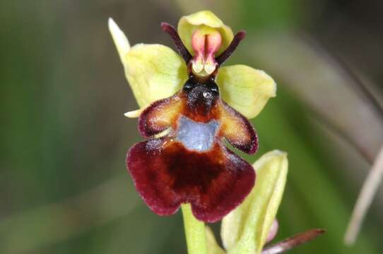 Слика од Ophrys insectifera L.