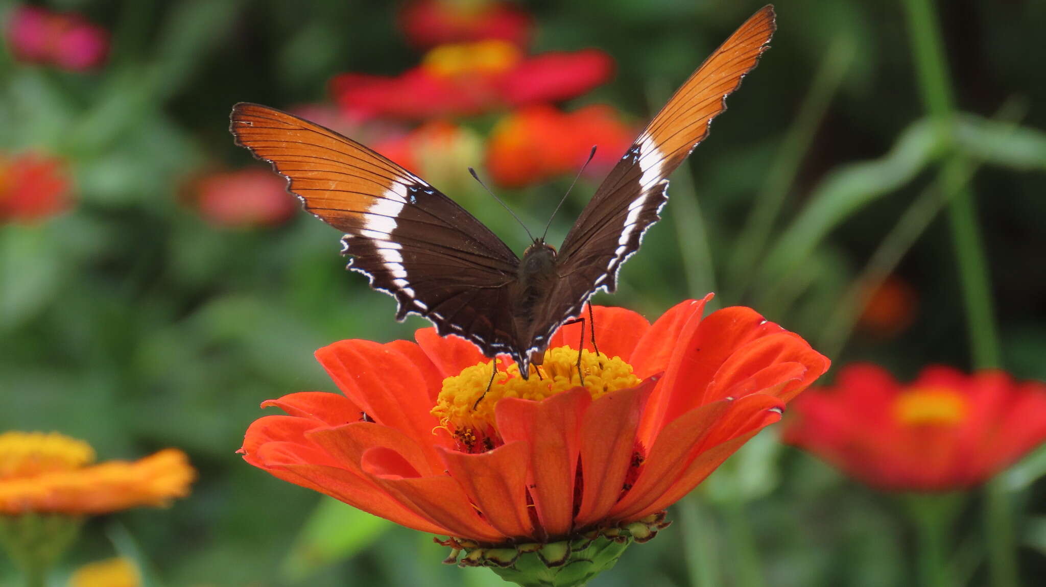 Image de Siproeta epaphus