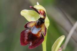 Image of Fly orchid