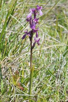 Image of Anacamptis