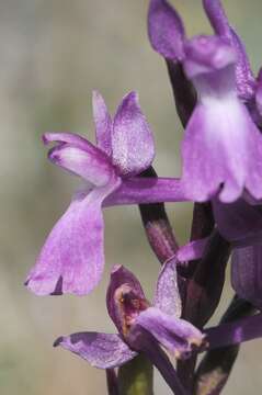 Image of Anacamptis