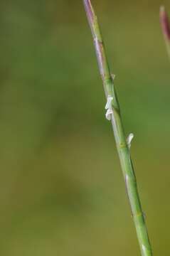 Image of sicklegrass