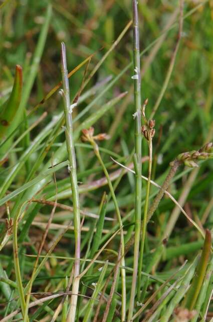 Image of sicklegrass