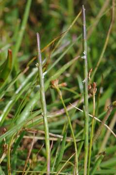 Image of sicklegrass