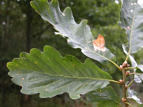 Image of beech family